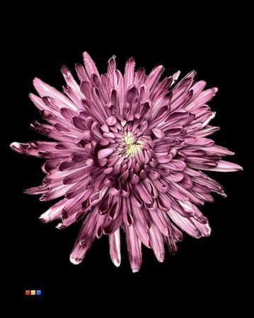Chrysanthemum (Indicum Grp) geplozen Topspin kleurbehandeld H%