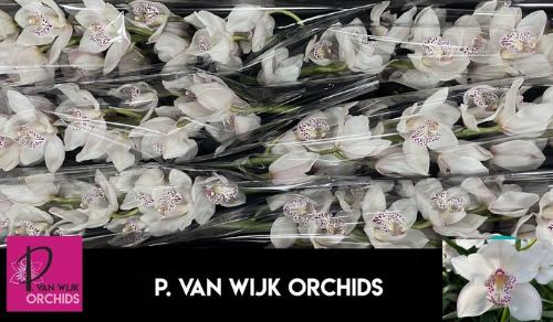 Cymbidium grootbloemig 'Venezia'