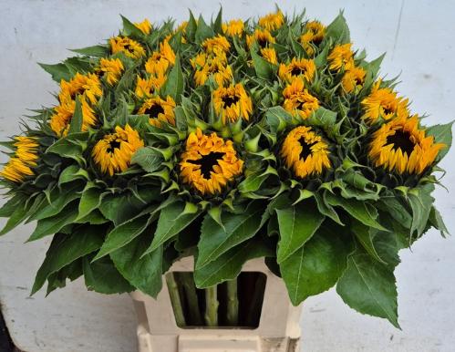 Helianthus annuus 'Sunrich Orange'