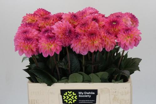 Dahlia Decor Grp 'Esli'