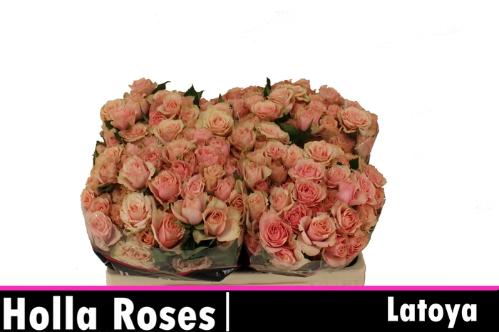 Rosa tros Latoya