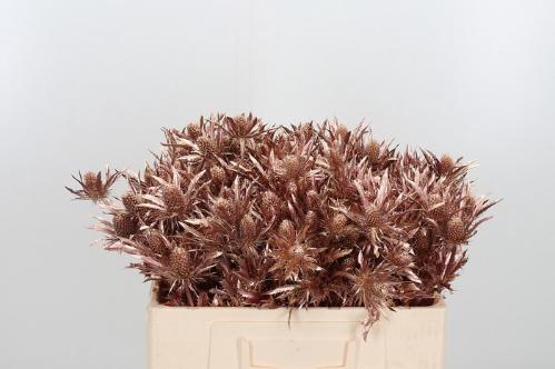Eryngium planum kleurbehandeld H%