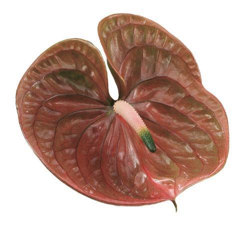 Anthurium Andreanum Grp Cognac