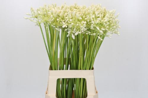 Agapanthus 'Prinses Marilene'