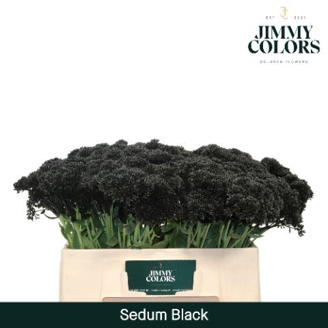 Sedum kleurbehandeld H%