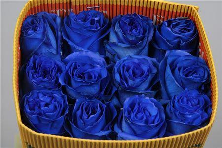 Rosa grootbloemig kleurbehandeld H%