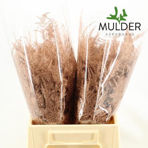 Asparagus overig kleurbehandeld H%