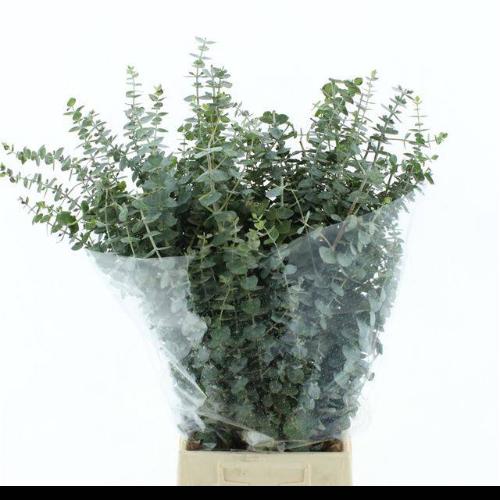 Eucalyptus per bos 'Baby Blue'