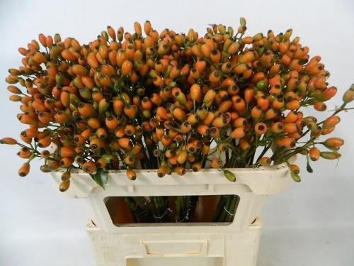 Rosa Orange Fruitilia (rozenbottel)