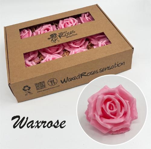 Rosa grootbloemig gewaxt H%