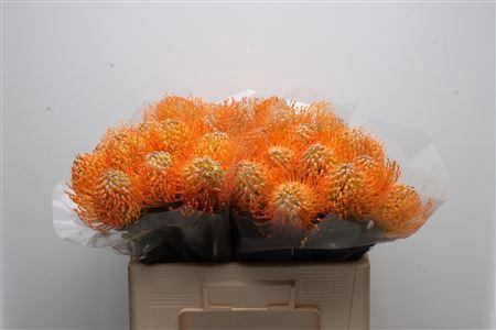 Leucospermum 'Jelena'