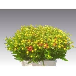 Helenium 'Autumn Fire'