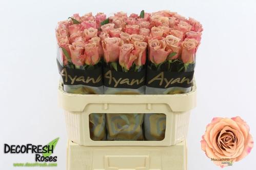 Rosa grootbloemig Moccachino