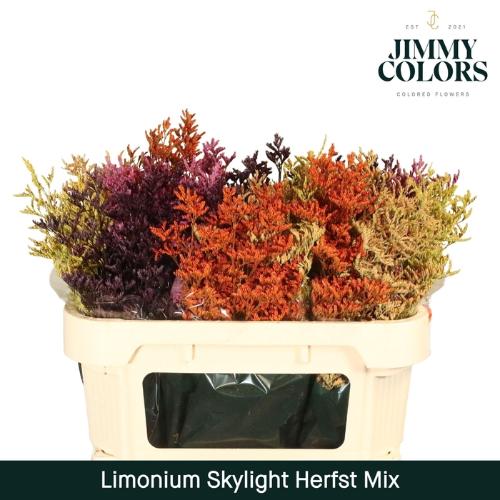 Limonium overig kleurbehandeld H%