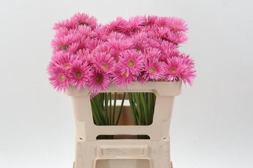 Gerbera mini spinvormig Punki May