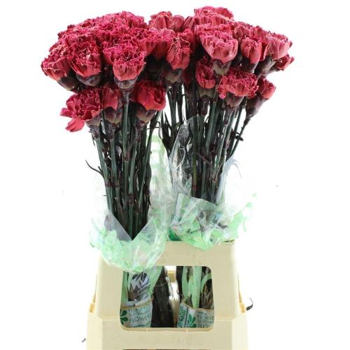 Dianthus standaard kleurbehandeld H%
