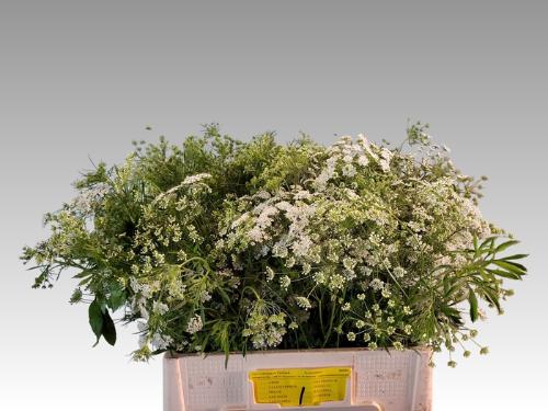 Ammi majus 'Graceland'