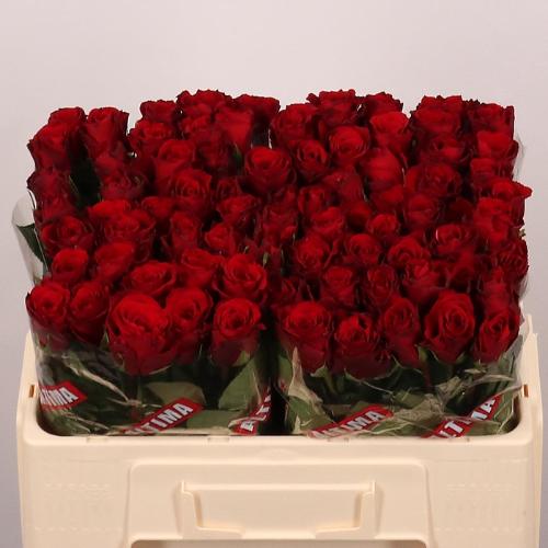 Rosa grootbloemig Upper Class