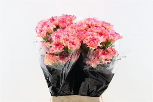 Dianthus standaard overig