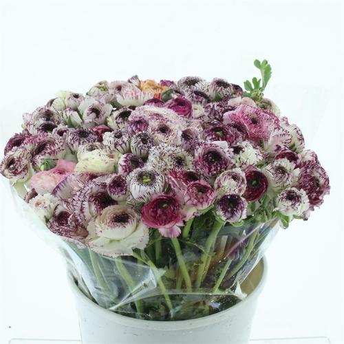 Ranunculus asiaticus 'Andrea Cappuccino'