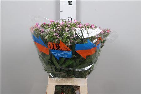 Phlox Paniculata Grp 'Cenura'