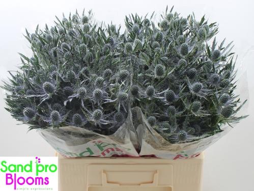 Eryngium Magical Blue Lagoon
