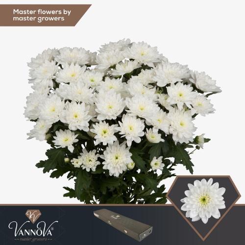 Chrysanthemum Indicum Grp tros kas Baltica