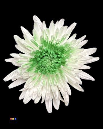 Chrysanthemum geplozen kas kleurbehandeld H%