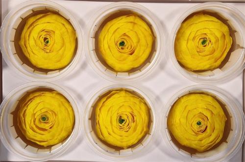 Rosa grootbloemig kleurbehandeld H%