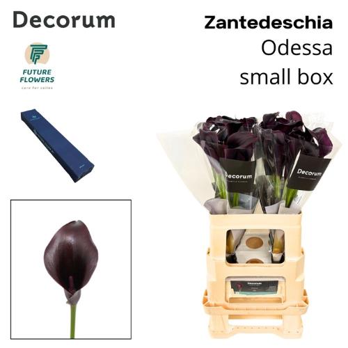 Zantedeschia 'Odessa'