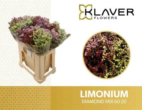 Limonium sinensis Diamond gemengd