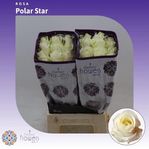 Rosa grootbloemig Polarstar