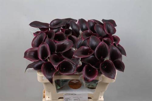 Zantedeschia 'Cantor'