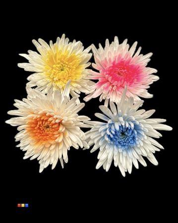 Chrysanthemum geplozen kas kleurbehandeld H%