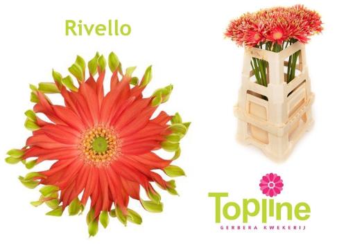 Gerbera grootbloemig krulvormig Pastini Rivello