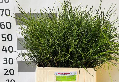 Vaccinium sp. Huckleberry per bos