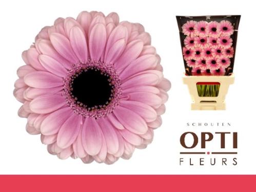 Gerbera mini Esmee