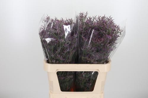 Limonium Safora Dark Blue