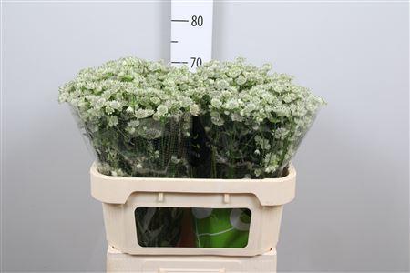 Astrantia major 'Million Stars'