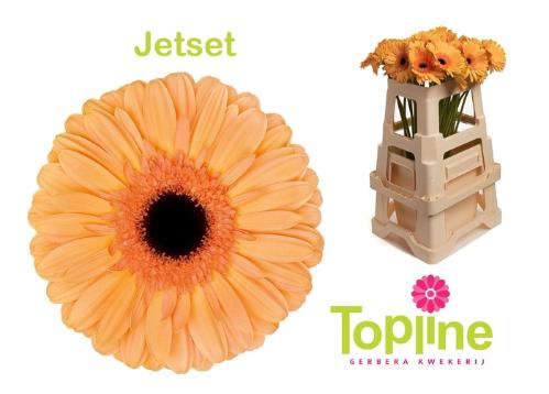 Gerbera grootbloemig 'Jetset'