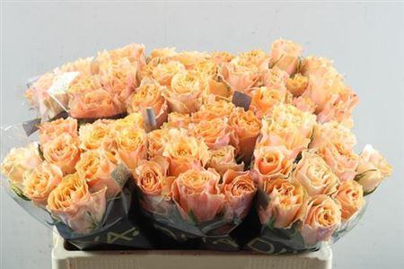 Rosa grootbloemig Carpe Diem+
