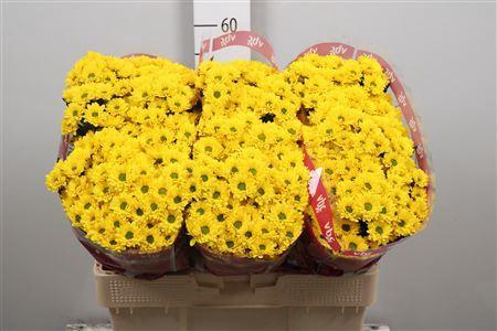 Chrysanthemum (Indicum Grp) tros santini Aaa Skippy