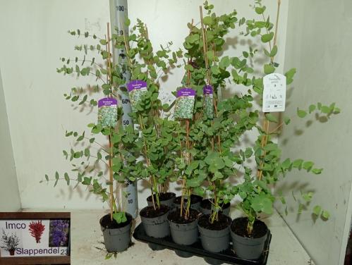 Eucalyptus gunnii