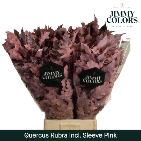 Quercus rubra kleurbehandeld H%