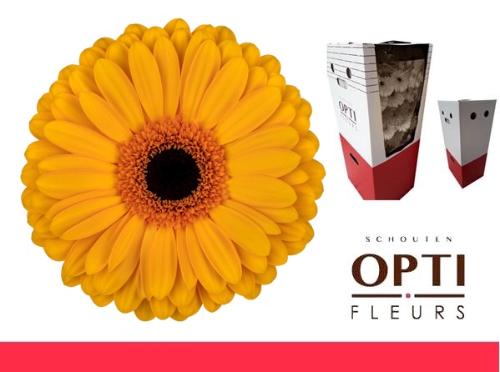 Gerbera grootbloemig 'Oaklyn'