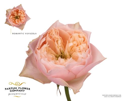 Rosa grootbloemig 'Romantic Vuvuzela'