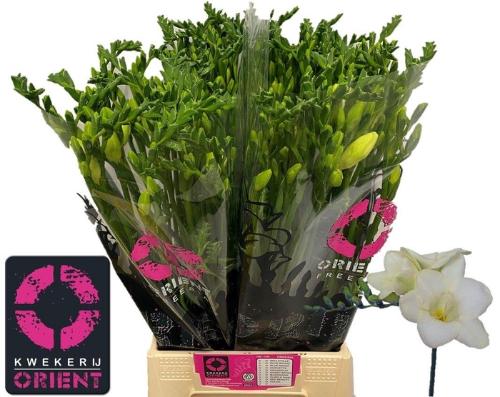 Freesia enkelbloemig 'Ambiance'