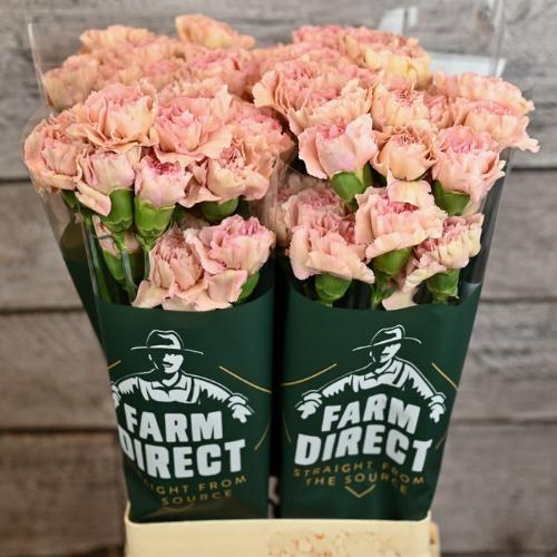 Dianthus standaard Creola