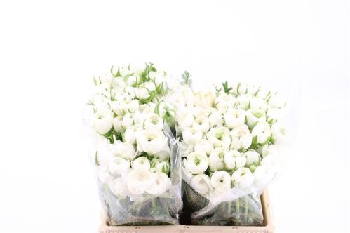 Ranunculus asiaticus 'Amandine White'