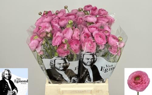 Ranunculus asiaticus 'Aazur Light Pink'